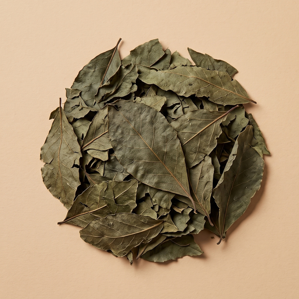 LIERRE TERRESTRE PLANTE